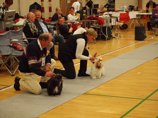 Shih Tzu Danmark